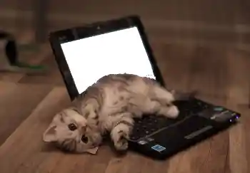 श्रेणी से फ़ोटो प्रभाव विभिन्न № 101158 श्रेणी से फ़ोटो प्रभाव विभिन्न № 101158