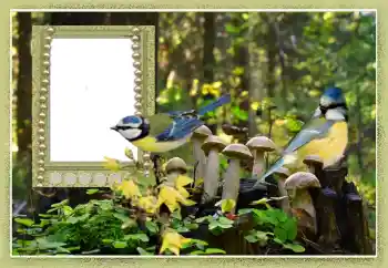 श्रेणी से फ़ोटो प्रभाव विभिन्न № 102602 श्रेणी से फ़ोटो प्रभाव विभिन्न № 102602