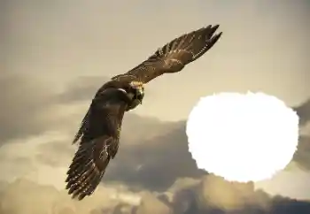 श्रेणी से फ़ोटो प्रभाव विभिन्न № 114515 श्रेणी से फ़ोटो प्रभाव विभिन्न № 114515