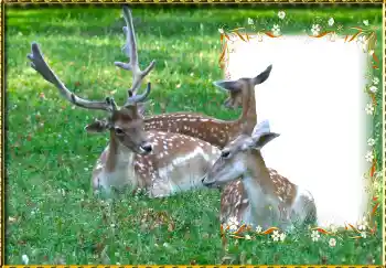 श्रेणी से फ़ोटो प्रभाव विभिन्न № 123221