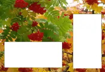 श्रेणी से फ़ोटो प्रभाव विभिन्न № 124596