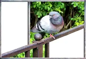 श्रेणी से फ़ोटो प्रभाव विभिन्न № 127181 श्रेणी से फ़ोटो प्रभाव विभिन्न № 127181