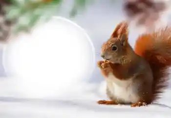 श्रेणी से फ़ोटो प्रभाव विभिन्न № 128568 श्रेणी से फ़ोटो प्रभाव विभिन्न № 128568