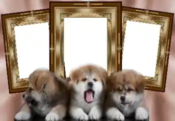 श्रेणी से फ़ोटो प्रभाव विभिन्न № 130156