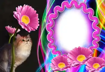 श्रेणी से फ़ोटो प्रभाव विभिन्न № 138543