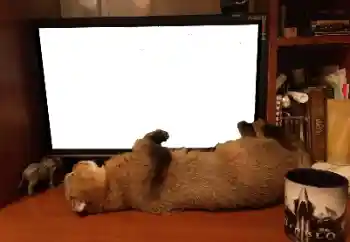 श्रेणी से फ़ोटो प्रभाव विभिन्न № 141110 श्रेणी से फ़ोटो प्रभाव विभिन्न № 141110