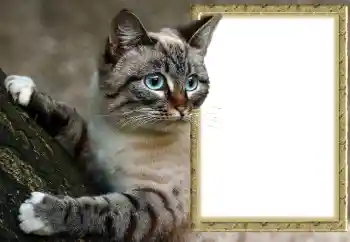 श्रेणी से फ़ोटो प्रभाव विभिन्न № 145118