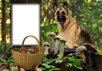 श्रेणी से फ़ोटो प्रभाव विभिन्न № 153015