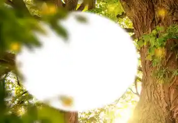 श्रेणी से फ़ोटो प्रभाव विभिन्न № 157231 श्रेणी से फ़ोटो प्रभाव विभिन्न № 157231