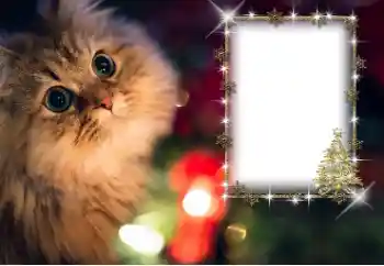 श्रेणी से फ़ोटो प्रभाव विभिन्न № 162030