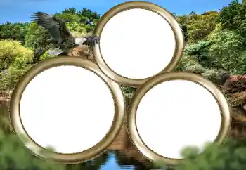 श्रेणी से फ़ोटो प्रभाव विभिन्न № 167860