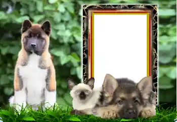 श्रेणी से फ़ोटो प्रभाव विभिन्न № 167876