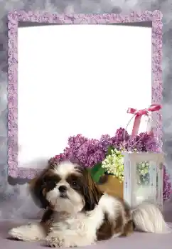 श्रेणी से फ़ोटो प्रभाव विभिन्न № 169260 श्रेणी से फ़ोटो प्रभाव विभिन्न № 169260