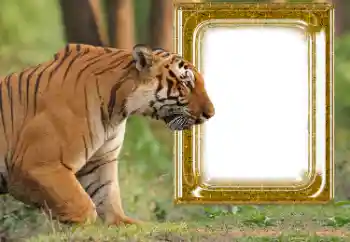 श्रेणी से फ़ोटो प्रभाव विभिन्न № 176575 श्रेणी से फ़ोटो प्रभाव विभिन्न № 176575