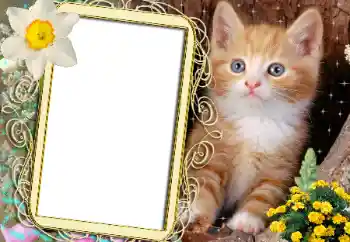 श्रेणी से फ़ोटो प्रभाव विभिन्न № 183482 श्रेणी से फ़ोटो प्रभाव विभिन्न № 183482