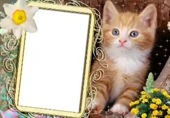 श्रेणी से फ़ोटो प्रभाव विभिन्न № 1842