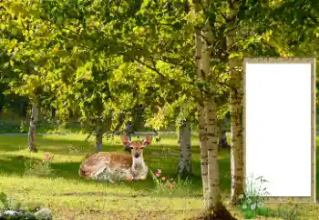 श्रेणी से फ़ोटो प्रभाव विभिन्न № 187041 श्रेणी से फ़ोटो प्रभाव विभिन्न № 187041