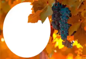 श्रेणी से फ़ोटो प्रभाव विभिन्न № 205802