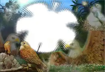 श्रेणी से फ़ोटो प्रभाव विभिन्न № 22183