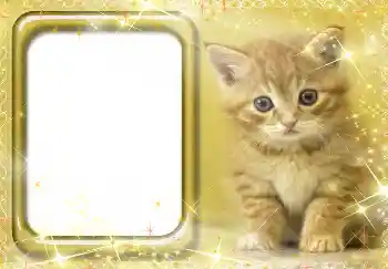 श्रेणी से फ़ोटो प्रभाव विभिन्न № 3412