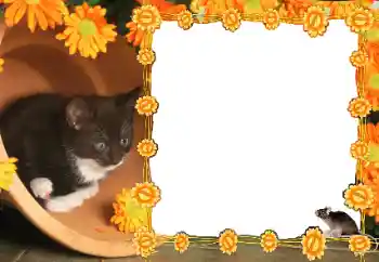 श्रेणी से फ़ोटो प्रभाव विभिन्न № 36235