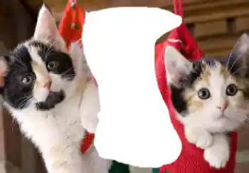 श्रेणी से फ़ोटो प्रभाव विभिन्न № 37160