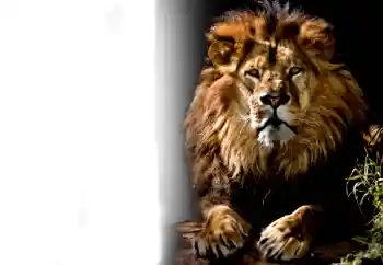 श्रेणी से फ़ोटो प्रभाव विभिन्न № 37239