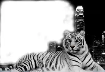 श्रेणी से फ़ोटो प्रभाव विभिन्न № 38947