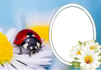 श्रेणी से फ़ोटो प्रभाव विभिन्न № 40356