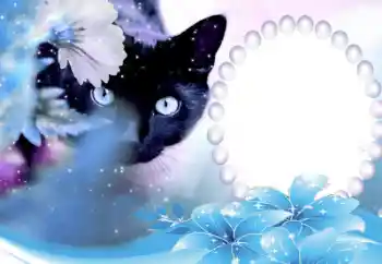 श्रेणी से फ़ोटो प्रभाव विभिन्न № 50647