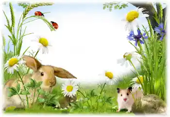 श्रेणी से फ़ोटो प्रभाव विभिन्न № 50899