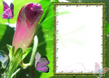 श्रेणी से फ़ोटो प्रभाव विभिन्न № 586