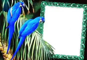 श्रेणी से फ़ोटो प्रभाव विभिन्न № 60137