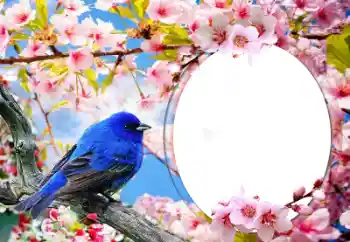 श्रेणी से फ़ोटो प्रभाव विभिन्न № 60139