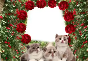 श्रेणी से फ़ोटो प्रभाव विभिन्न № 60206