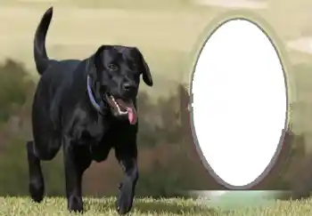 श्रेणी से फ़ोटो प्रभाव विभिन्न № 68746 श्रेणी से फ़ोटो प्रभाव विभिन्न № 68746