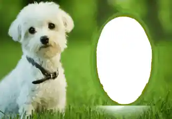 श्रेणी से फ़ोटो प्रभाव विभिन्न № 68748 श्रेणी से फ़ोटो प्रभाव विभिन्न № 68748