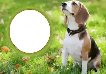 श्रेणी से फ़ोटो प्रभाव विभिन्न № 68749 श्रेणी से फ़ोटो प्रभाव विभिन्न № 68749