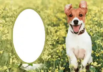 श्रेणी से फ़ोटो प्रभाव विभिन्न № 68750 श्रेणी से फ़ोटो प्रभाव विभिन्न № 68750