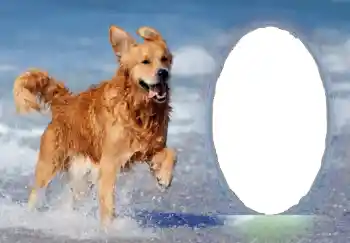 श्रेणी से फ़ोटो प्रभाव विभिन्न № 68751 श्रेणी से फ़ोटो प्रभाव विभिन्न № 68751