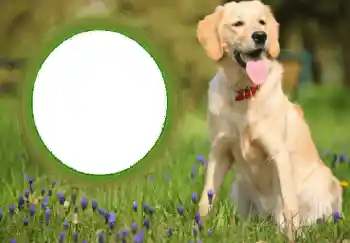 श्रेणी से फ़ोटो प्रभाव विभिन्न № 68752 श्रेणी से फ़ोटो प्रभाव विभिन्न № 68752