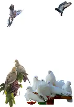 श्रेणी से फ़ोटो प्रभाव विभिन्न № 81632