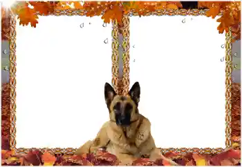 श्रेणी से फ़ोटो प्रभाव विभिन्न № 8477