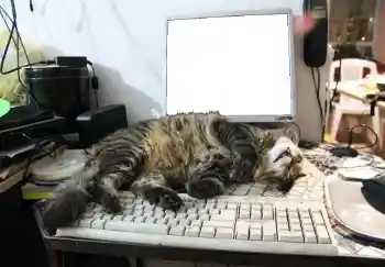 श्रेणी से फ़ोटो प्रभाव विभिन्न № 93455 श्रेणी से फ़ोटो प्रभाव विभिन्न № 93455