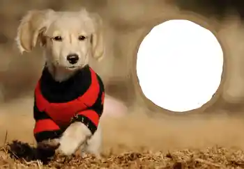 फ़ोटो फ़्रेम पर लेख: नया साल मुबारक!