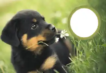 फ़ोटो फ़्रेम पर लेख: नया साल मुबारक!