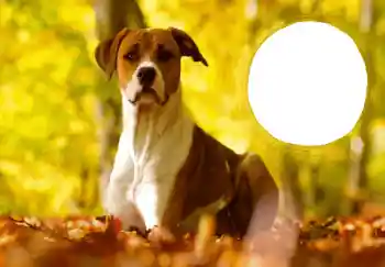 श्रेणी से फ़ोटो प्रभाव नए साल के लिए कार्ड्स № 68757