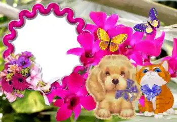 फ़ोटो फ़्रेम पर लेख: बधाई हो!