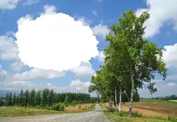 श्रेणी से फ़ोटो प्रभाव गर्मियाँ № 114245