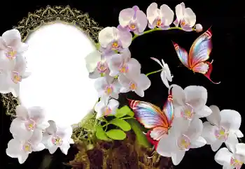 श्रेणी से फ़ोटो प्रभाव महिलाओं के फोटो फ्रेम № 117349